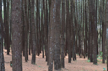 shady under the treesの写真素材