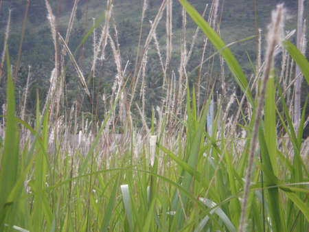 weeds in the dry seasonの写真素材