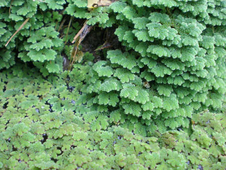 wet green moss above waterの写真素材