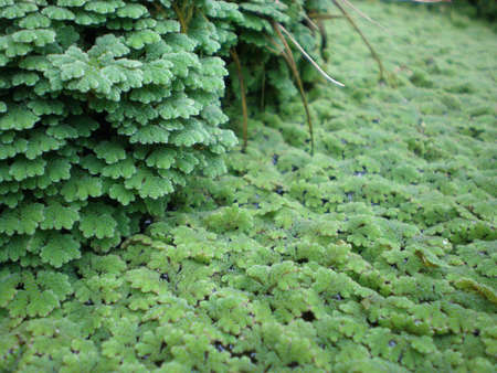 wet green moss above waterの写真素材