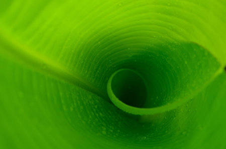 cool green spiralの写真素材