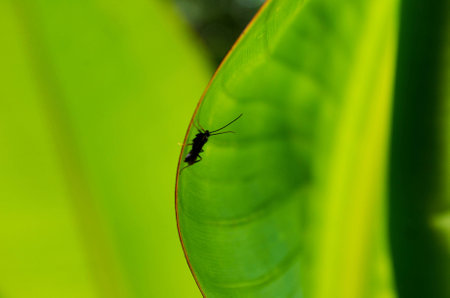 black on the green oneの写真素材