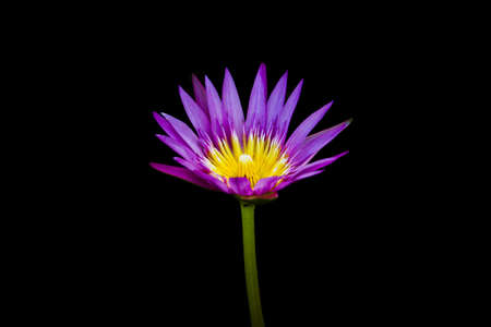 Isolated lotus flowerの写真素材