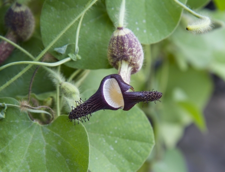 Nepenthes also known as monkey pitcher plantの写真素材