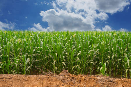 corn farm blue sky and white cloud