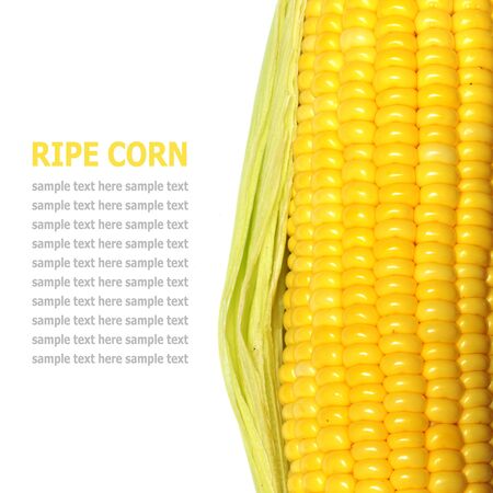 Grains of ripe corn isolated on a white backgroundの写真素材