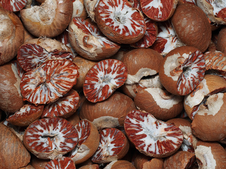 Dry betel Nut, betel palmの写真素材