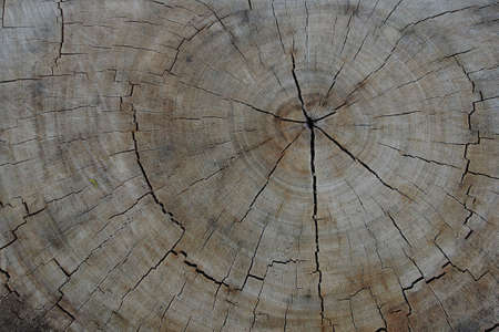Abstract background texture of tree stump
