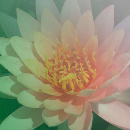 beautiful lotus flowers made with color filtersの写真素材