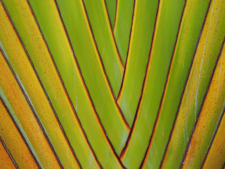 Green branch texture banana tree backgroundの写真素材
