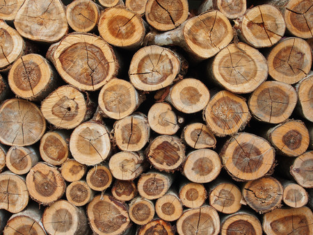 Pile of wood logs background textureの写真素材