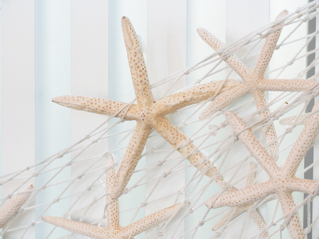 starfish on net