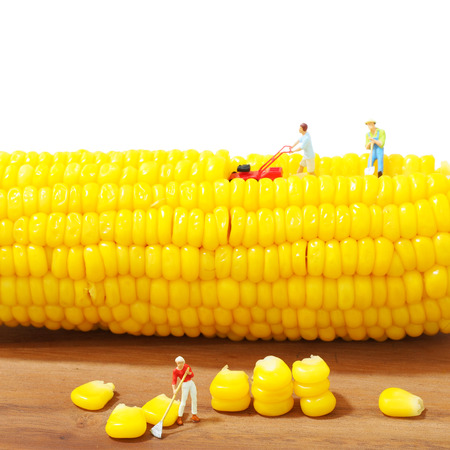 Miniature farmer harvest sweet corn isolated on white backgroundの写真素材