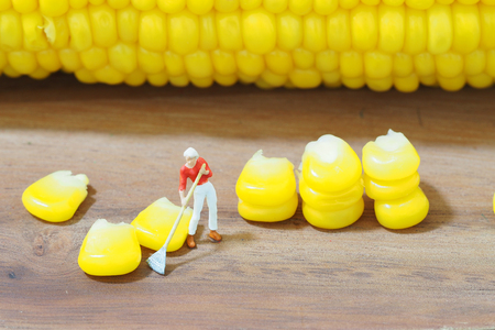 Miniature farmer harvest sweet cornの写真素材