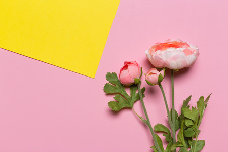 Beautiful pink peony flowers on blue background with copy space for your text top view and flat lay...