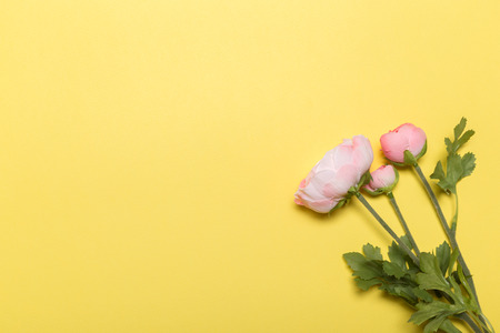 Beautiful pink peony flowers on yellow background with copy space for your text top view and flat lay styleの写真素材