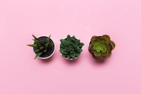 succulents banner or header with different plants on a soft blush on pink background. top view, copyspace for your textの写真素材
