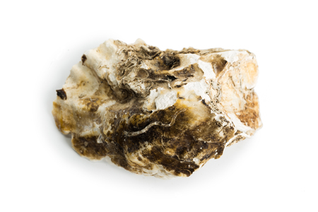 Sea shell isolated on a white background. Clipping Pathの写真素材
