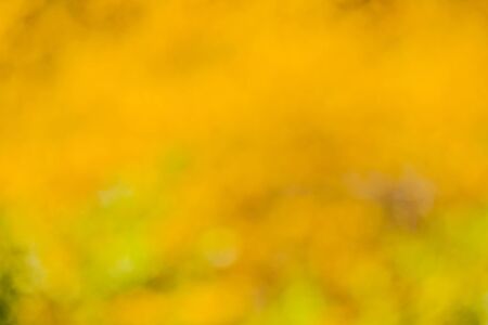 Green blurred background and sunlightの写真素材