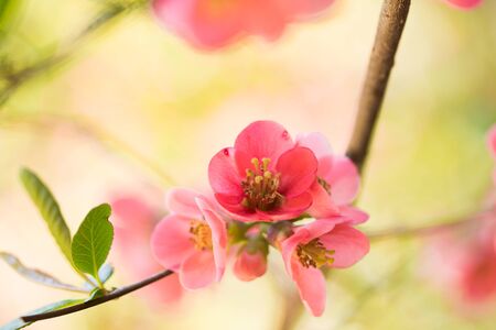 branch with a lot of  pink flowersの写真素材