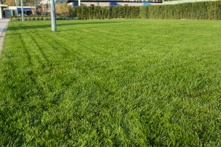 Green grass texture for background.の写真素材