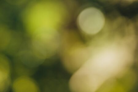 Green blurred background and sunlightの写真素材