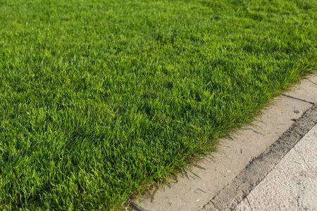 Green grass texture for background.の写真素材