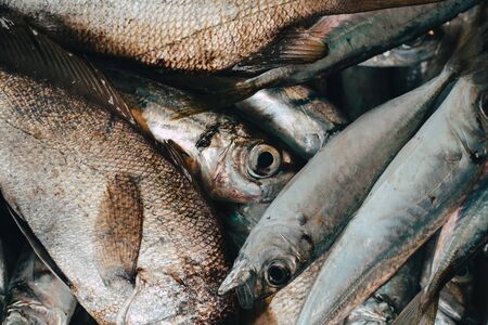 Fresh fish in market on dark backgroundの写真素材