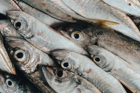 Fresh fish in market on dark backgroundの写真素材