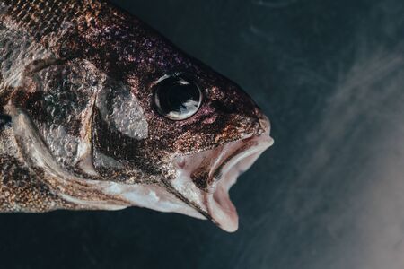 Fresh fish in market on dark backgroundの写真素材
