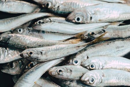 Fresh fish in market on dark background