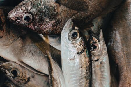 Fresh fish in market on dark background