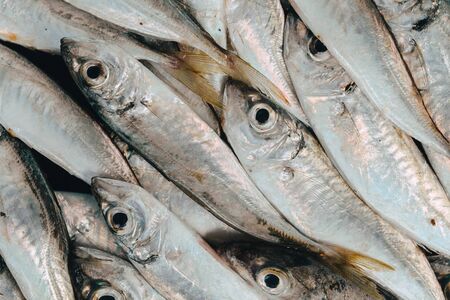 Fresh fish in market on dark background