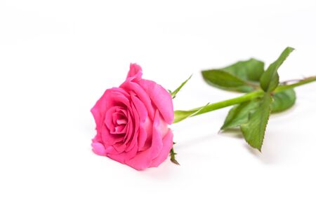 single beautiful pink rose isolated backgroundの写真素材