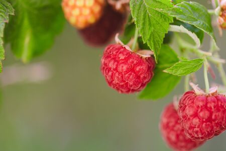 branch of ripe raspberries in a garden.  Ripe tasty raspberries, delicious fruitの写真素材