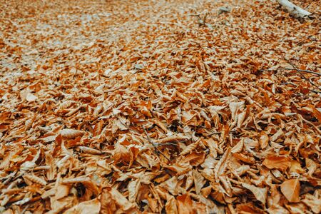 Red and orange autumn leaves background. On the street. The colorful image of fallen autumn leaves is perfect for seasonal use. の写真素材