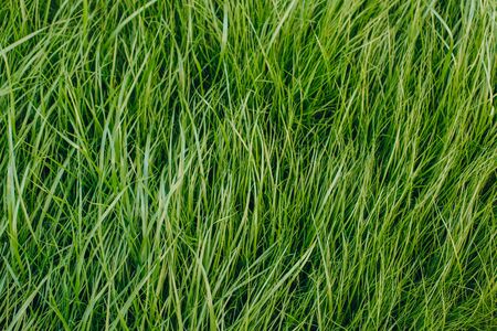 close-up shot of fresh green sprouts grassの写真素材