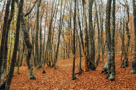 Autumn yellow forest road leaves view. Autumn leaves ground. Autumn forest road landscape. Autumn...