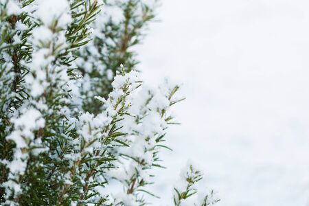Winter snow on the branches of a coniferous plant. Snowy texture Top view of snow. Texture for design. Snowy white texture.の写真素材