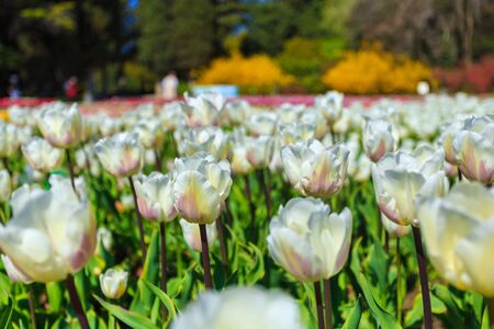 Colorful tulips in individual clubs in a flower garden or farm. springの写真素材
