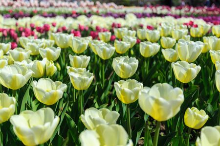 Closeup of yellow tulips flowers with green leaves in the park outdoor. beautiful flowers in springの写真素材
