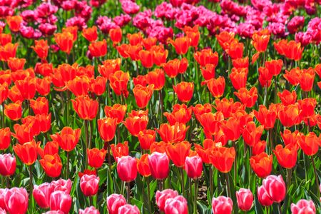 Colorful tulips in individual clubs in a flower garden or farm. springの写真素材