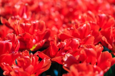 Closeup of red-orange tulips flowers with green leaves in  outdoor. beautiful flowers in springの写真素材