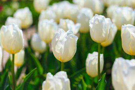 beautiful fresh white tulips in the flower garden. spring flowers. Field of blooming tulipsの写真素材
