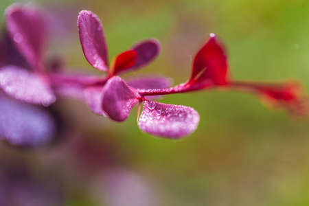beautiful branch of barberry with purple leaves in drops of dew or rain