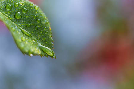 Beautiful water drop on leaf at nature close-up macro. Fresh juicy green leaf in droplets of morning dew outdoors.の写真素材