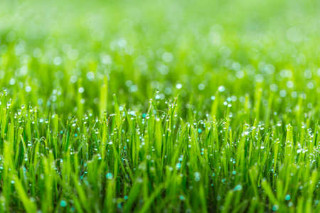 Beauty backgrounds with foliage, green grass, dew drops and bokeh, banner with copy spaceの写真素材