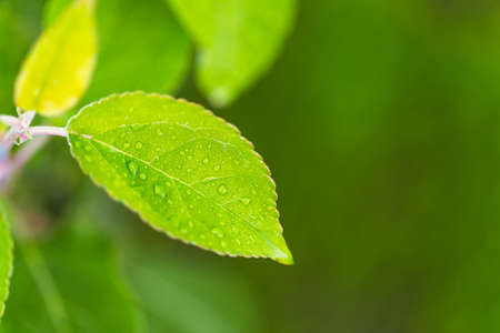 Beautiful water drop on leaf at nature close-up macro. Fresh juicy green leaf in droplets of morning dew outdoors.の写真素材