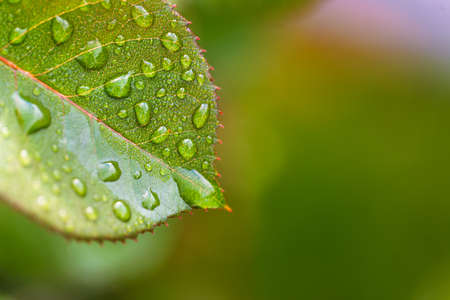 Beautiful water drop on leaf at nature close-up macro. Fresh juicy green leaf in droplets of morning dew outdoors.の写真素材