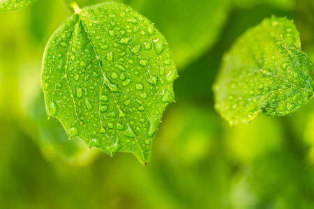 Beautiful water drop on leaf at nature close-up macro. Fresh juicy green leaf in droplets of morning...